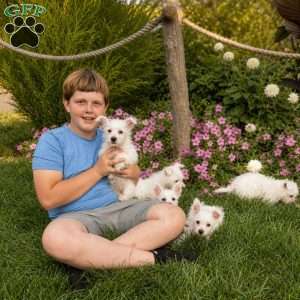 Andrew, West Highland Terrier Puppy